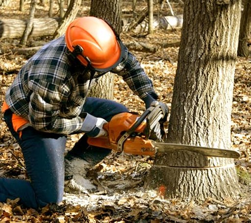 Tree Removal in Argyle, MI